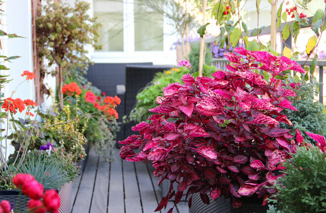 Okrasné rostliny - Ozdobte balkon nebo malý dvůr